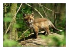Fuchsjunge  © 2025 René Göke